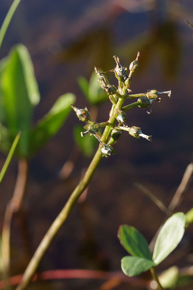 Image of Menyanthes trifoliata specimen.