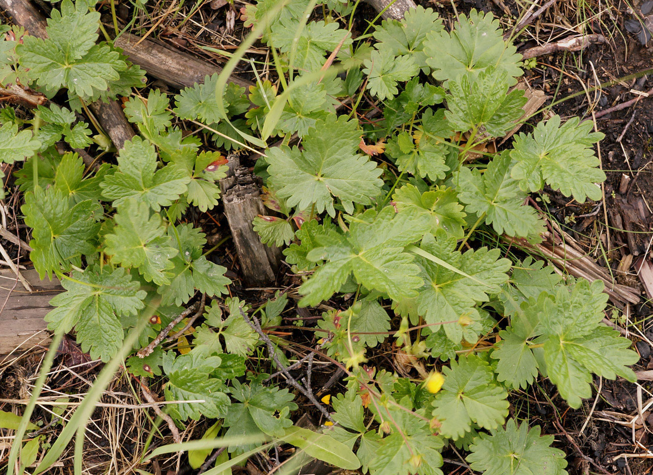 Image of Potentilla gelida ssp. boreo-asiatica specimen.