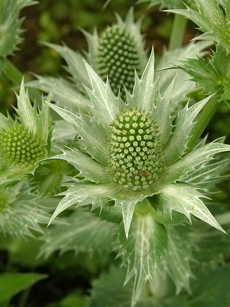 Изображение особи Eryngium giganteum.