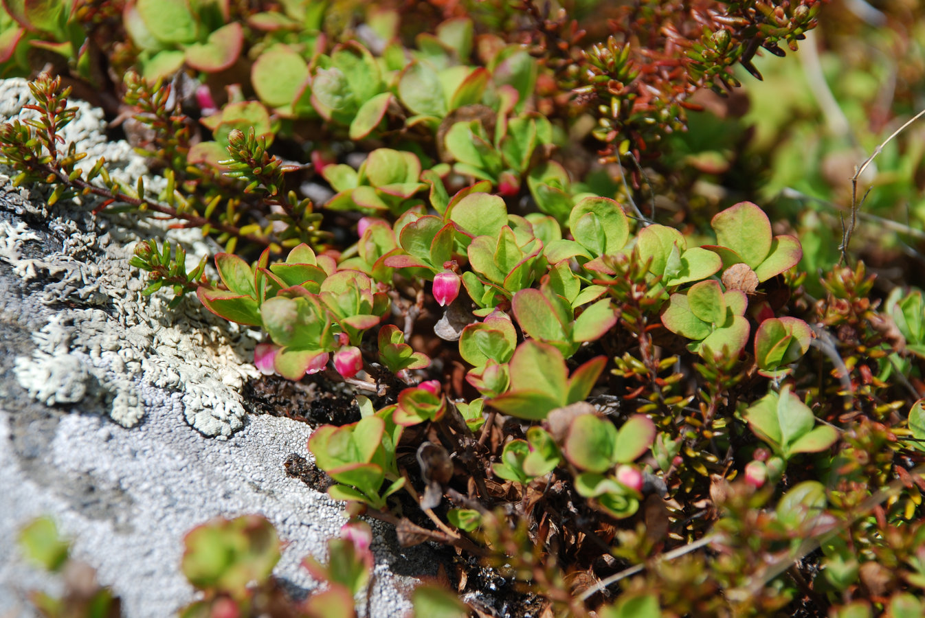 Image of Vaccinium uliginosum ssp. microphyllum specimen.