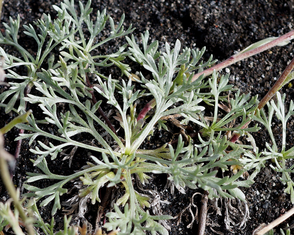 Изображение особи Artemisia glomerata.