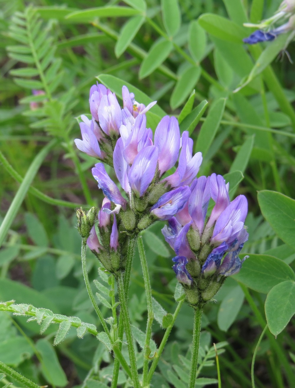 Изображение особи Astragalus danicus.