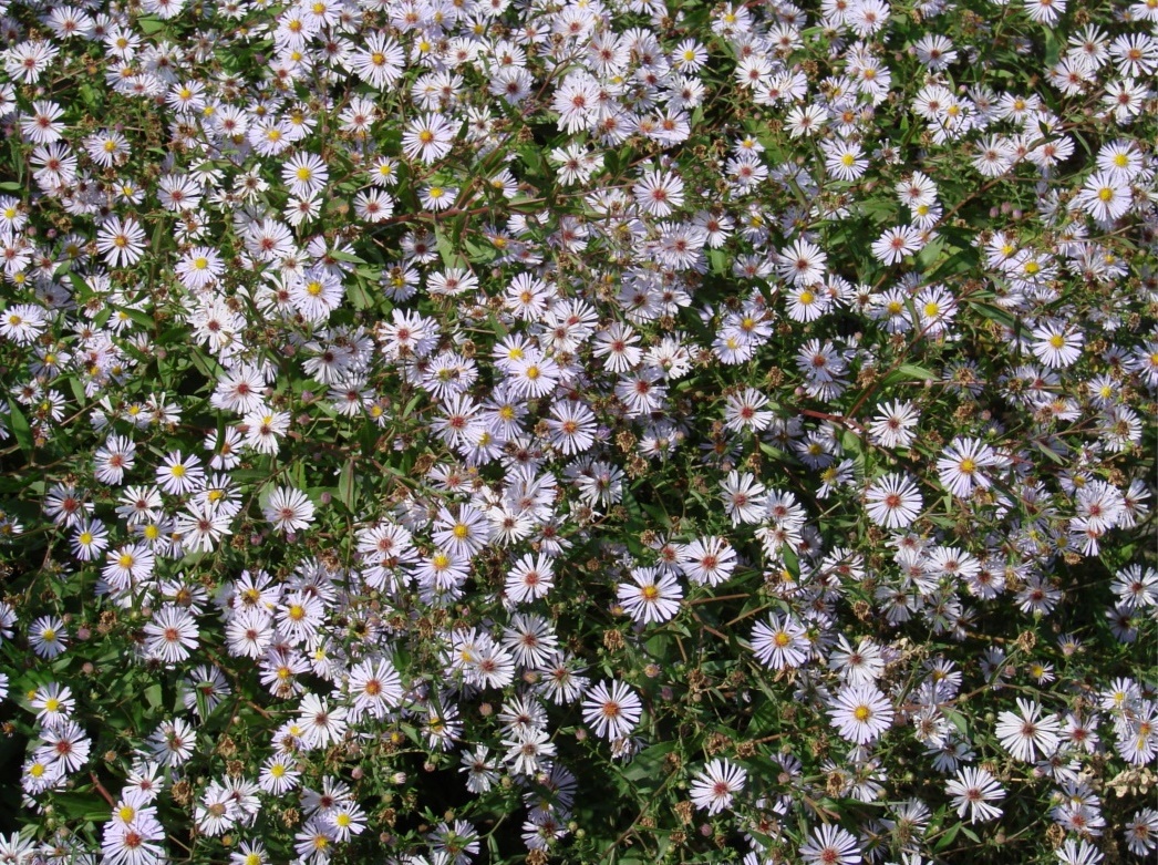 Изображение особи род Symphyotrichum.