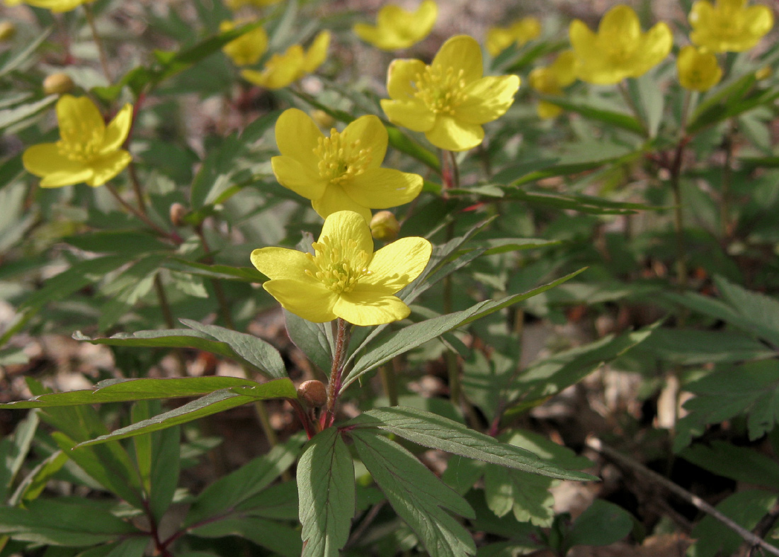 Изображение особи Anemone ranunculoides.