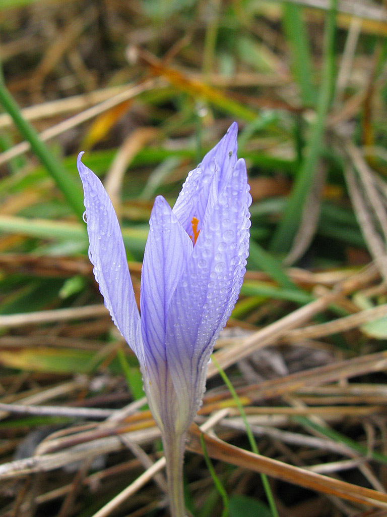 Image of Crocus speciosus specimen.