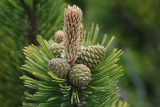 Pinus mugo. Основание отрастающего годичного побега с перезимовавшими молодыми шишками. Чехия, Оломоуцкий край, природный заповедник Jeseníky, субальпийский луг. 15.06.2017.