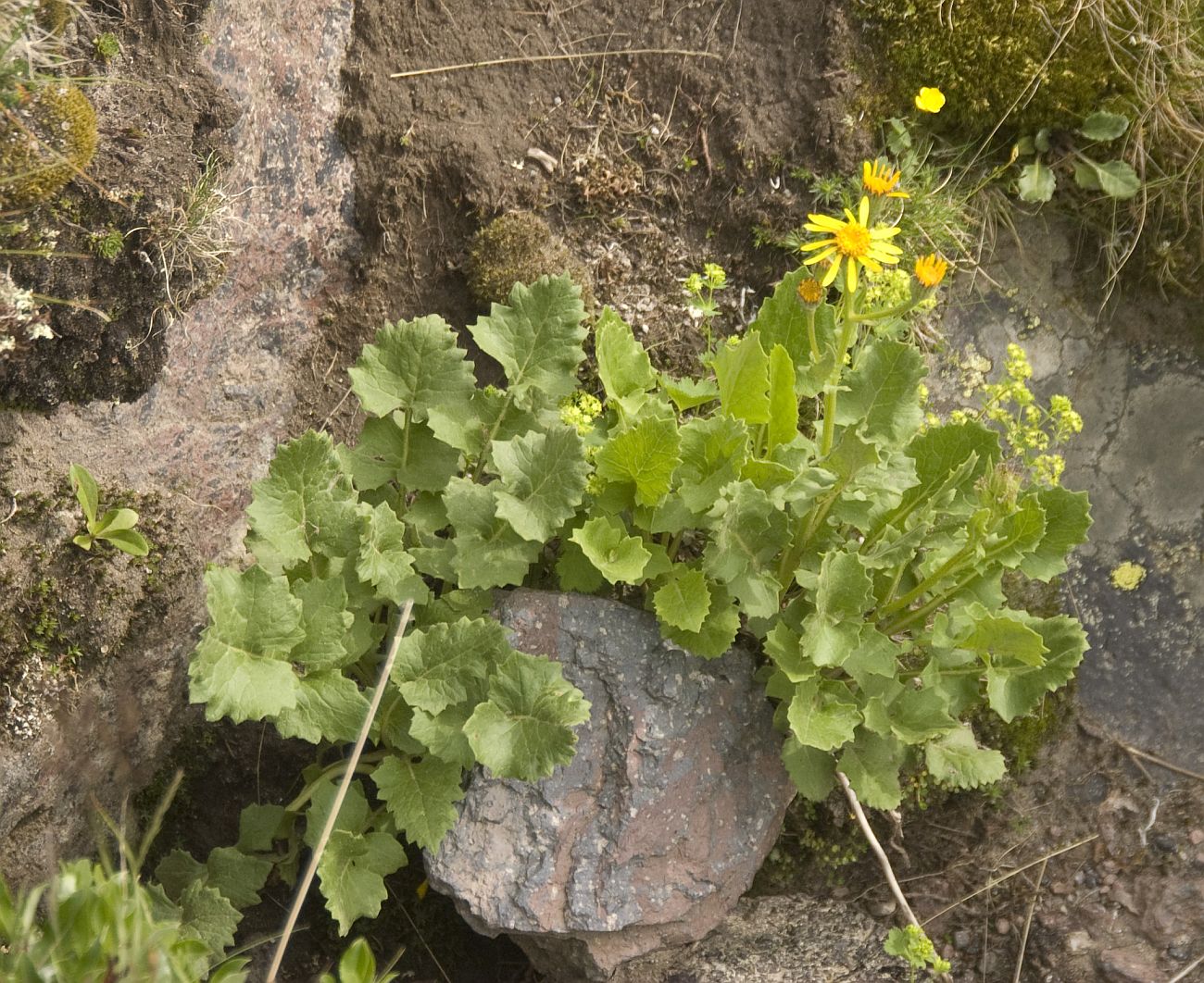 Image of Senecio taraxacifolius specimen.