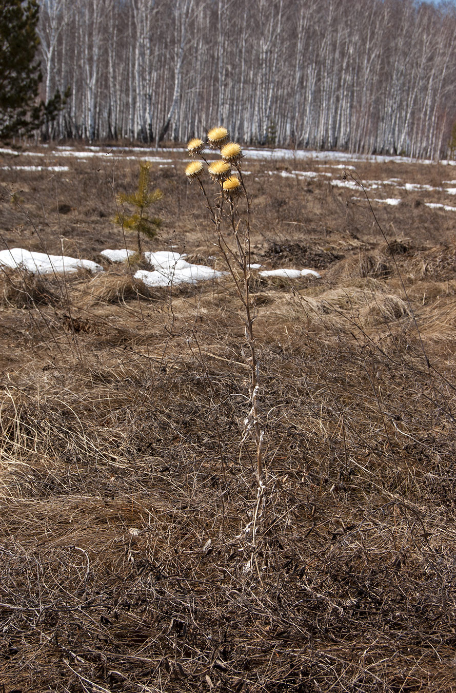 Изображение особи Carlina intermedia.