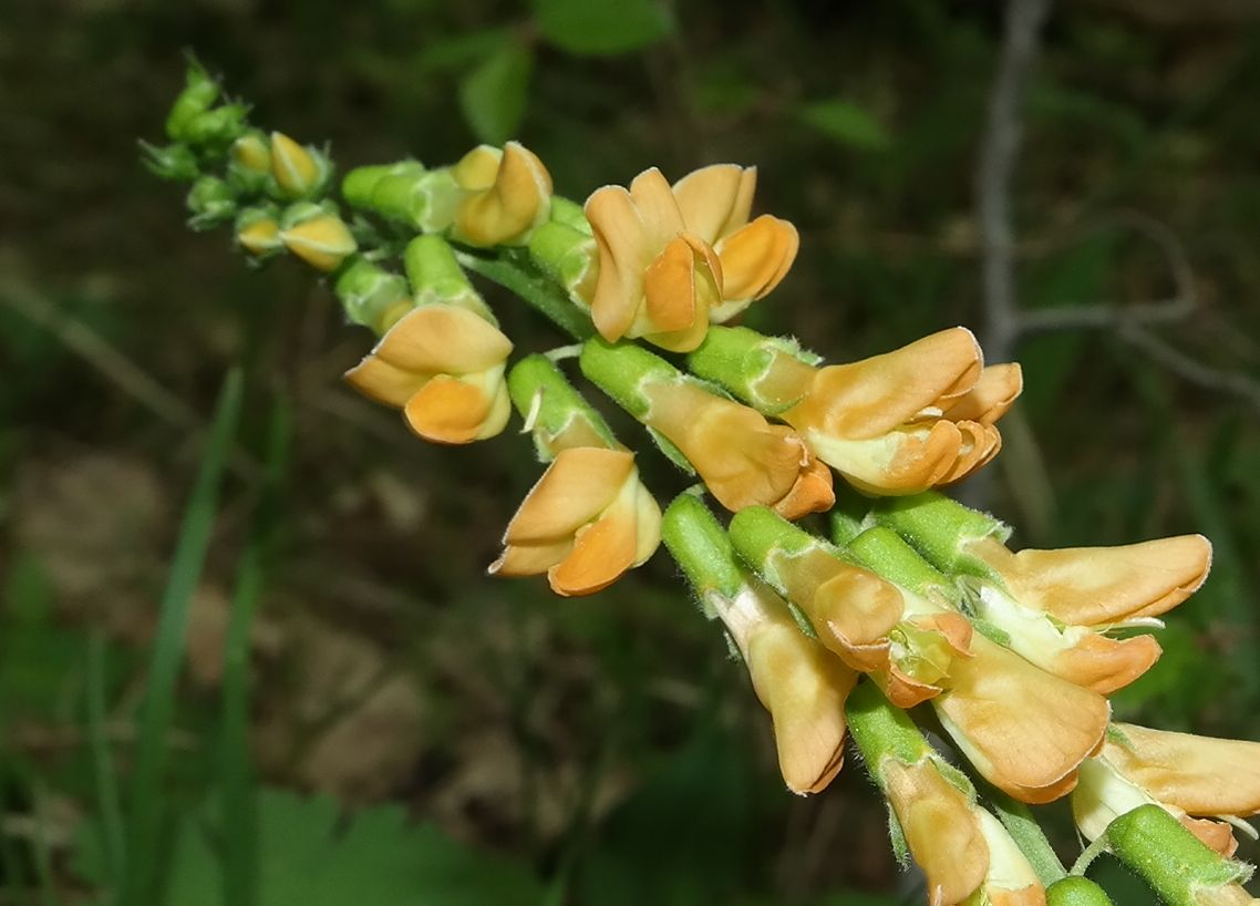 Изображение особи Lathyrus aureus.