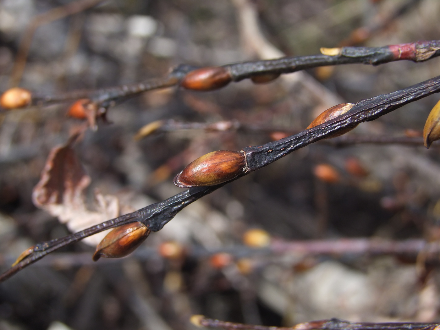 Изображение особи Salix rorida.