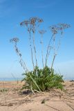 Tanacetum vulgare