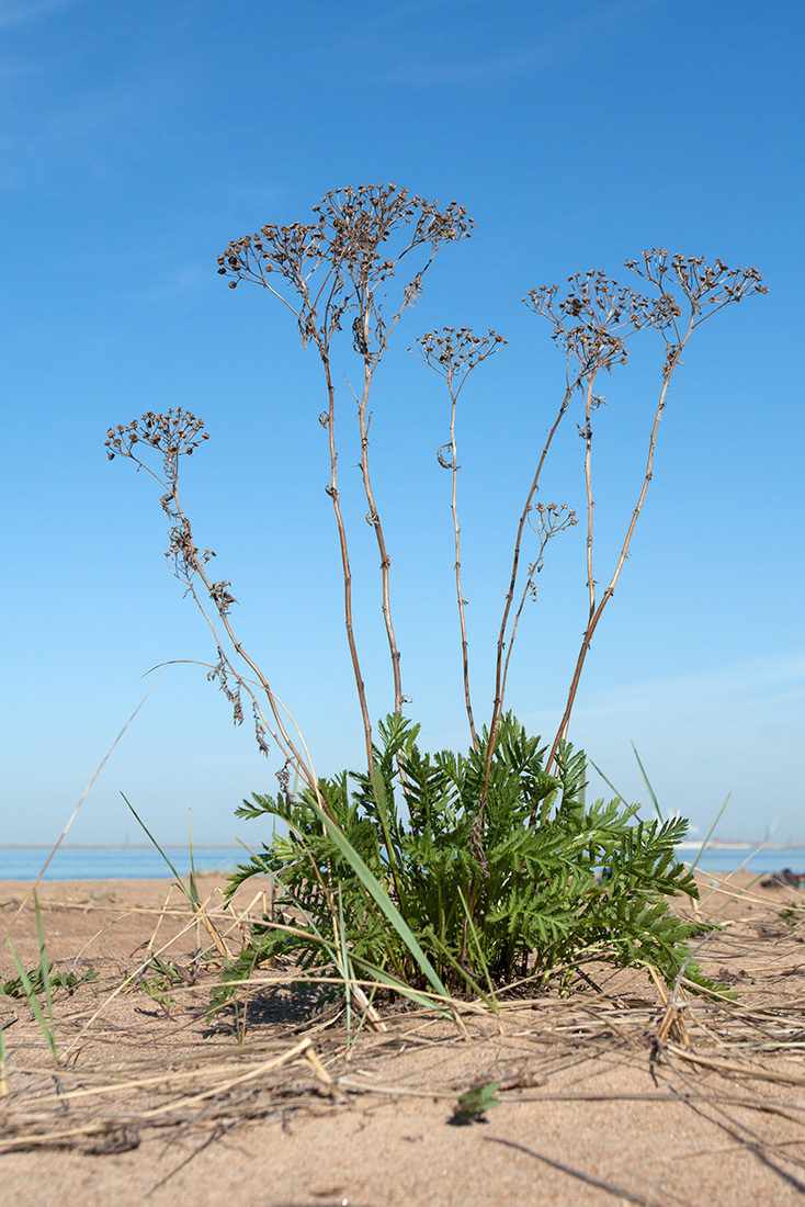 Изображение особи Tanacetum vulgare.