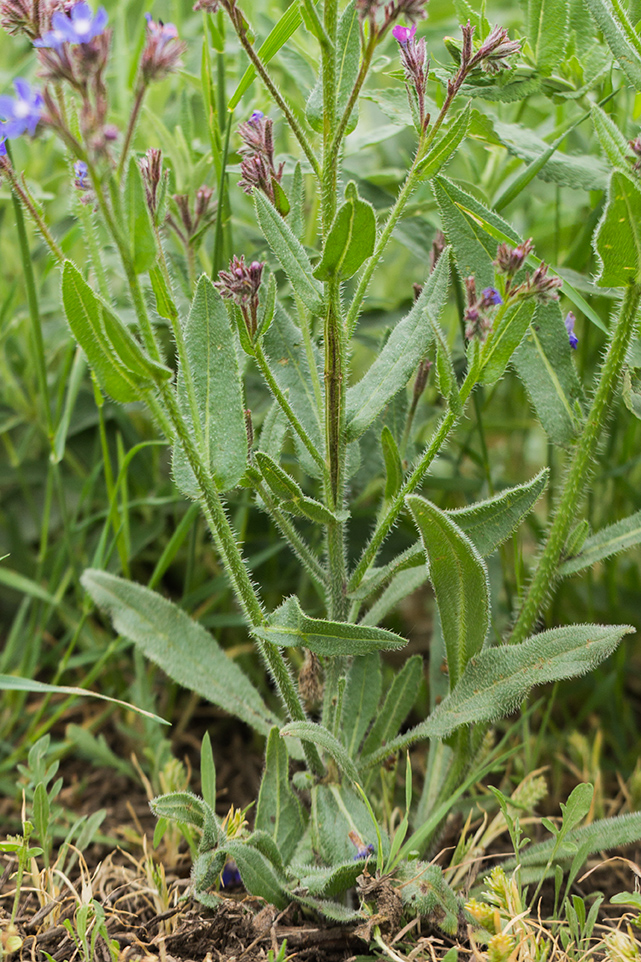 Image of Anchusa azurea specimen.