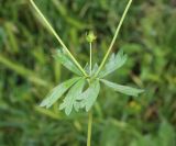 Potentilla canescens