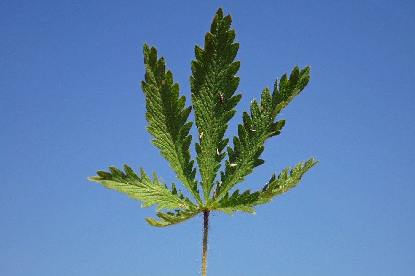 Image of Potentilla recta specimen.