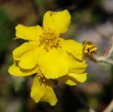 genus Helianthemum