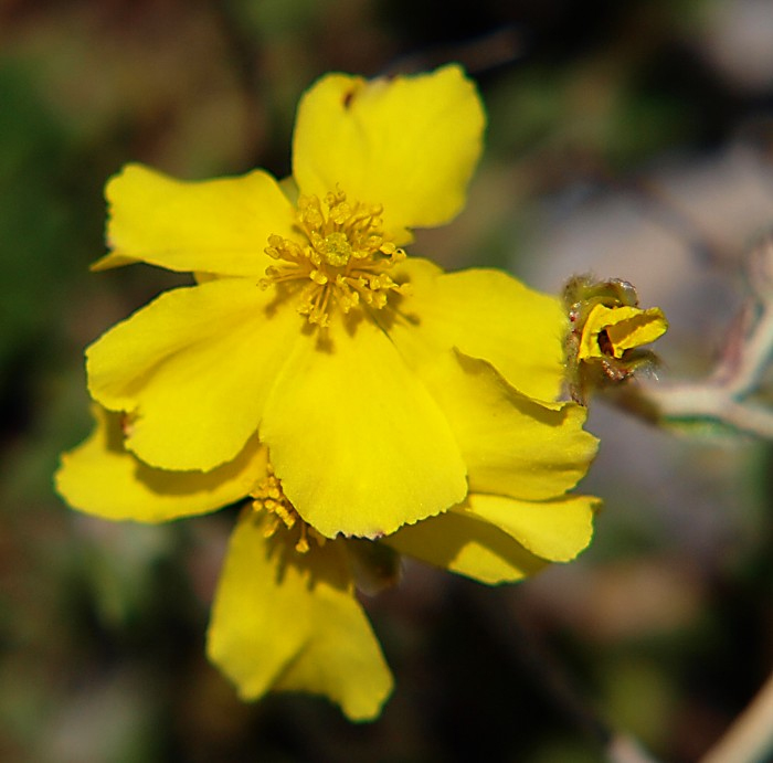 Изображение особи род Helianthemum.