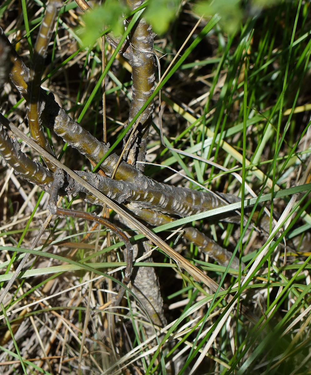 Image of Caragana frutex specimen.