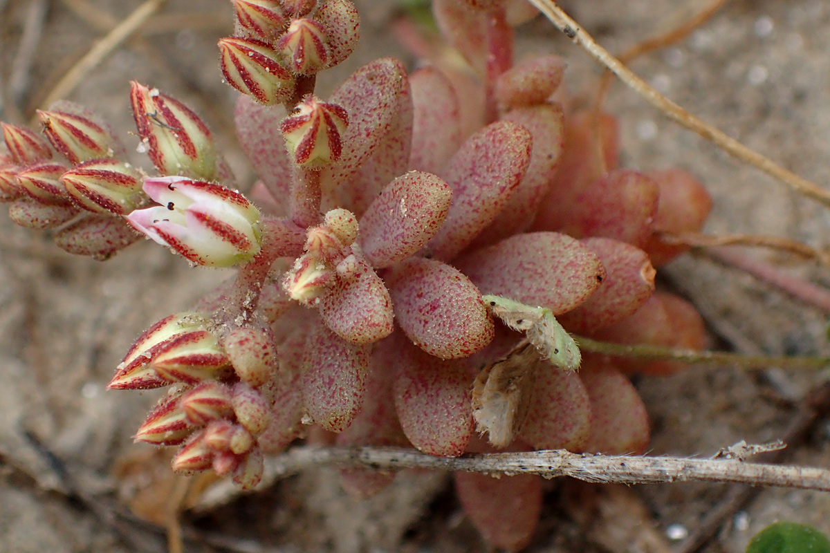 Изображение особи Sedum eriocarpum ssp. delicum.
