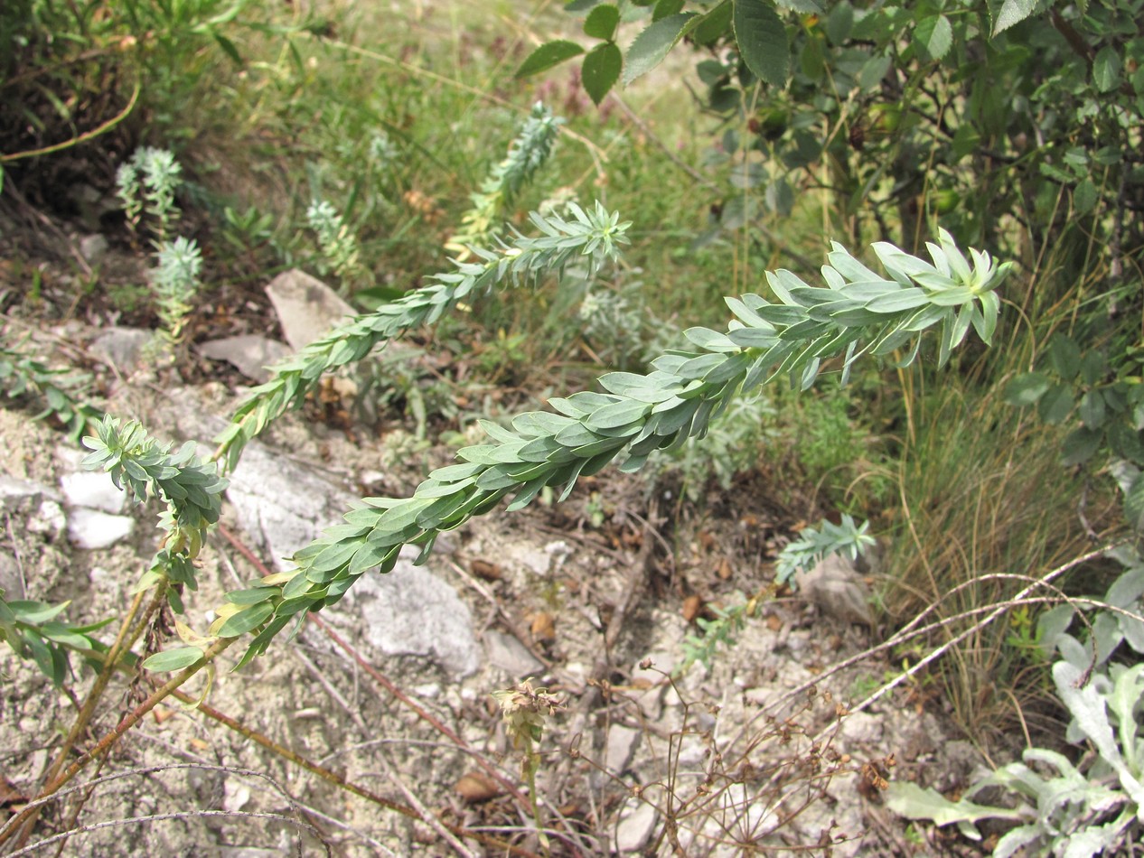 Изображение особи род Euphorbia.