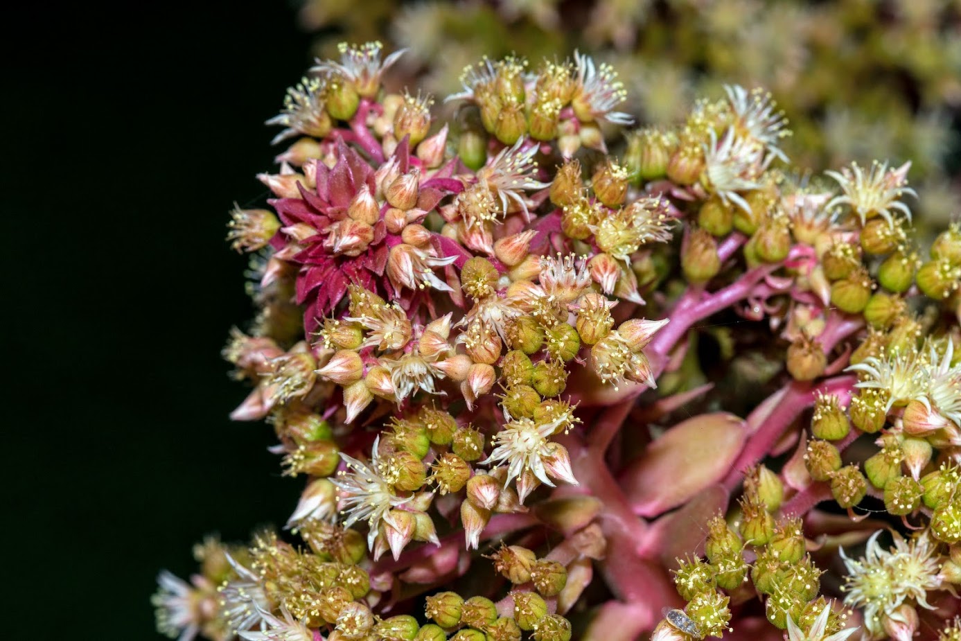 Image of genus Aeonium specimen.