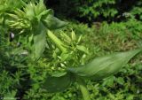 Gentiana lutea
