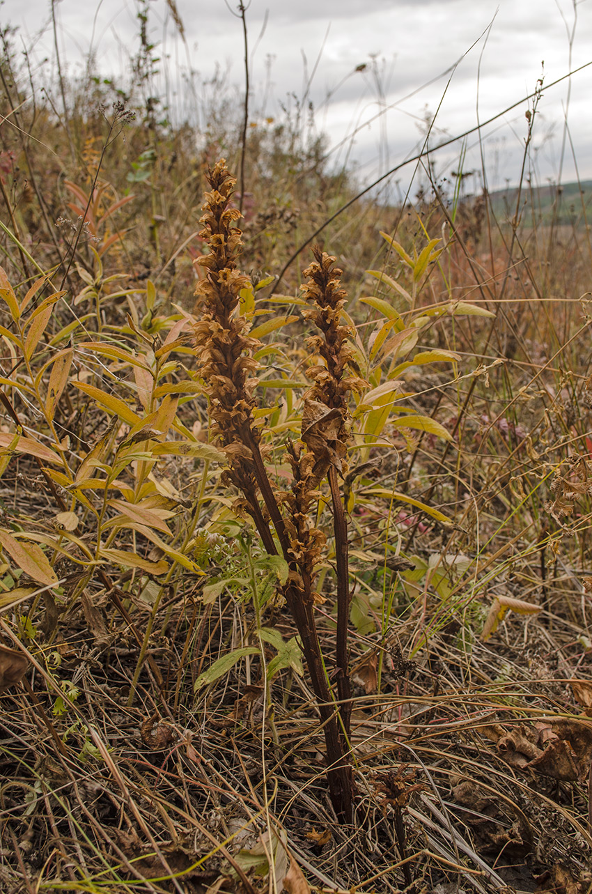 Image of genus Orobanche specimen.