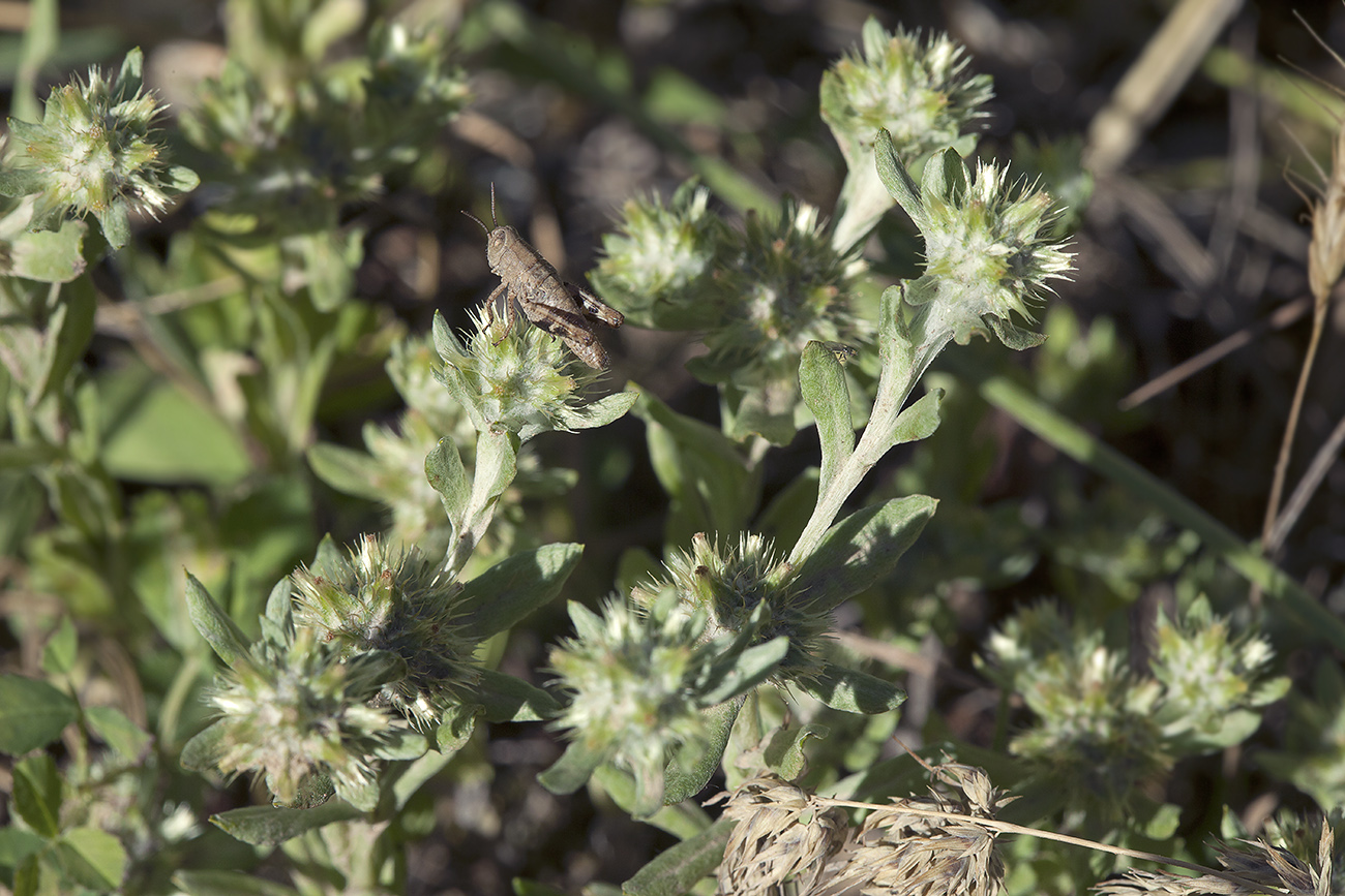 Image of Filago pyramidata specimen.