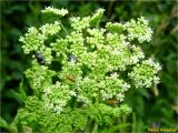 Heracleum sphondylium. Расцветающее соцветие с кормящимися и спаривающимися насекомыми. Украина, Ивано-Франковская обл., Болеховский горсовет, Поляницкий сельсовет, Поляницкий региональный ландшафтный парк, урочище Каменный, редколесье. 07.07.2018.