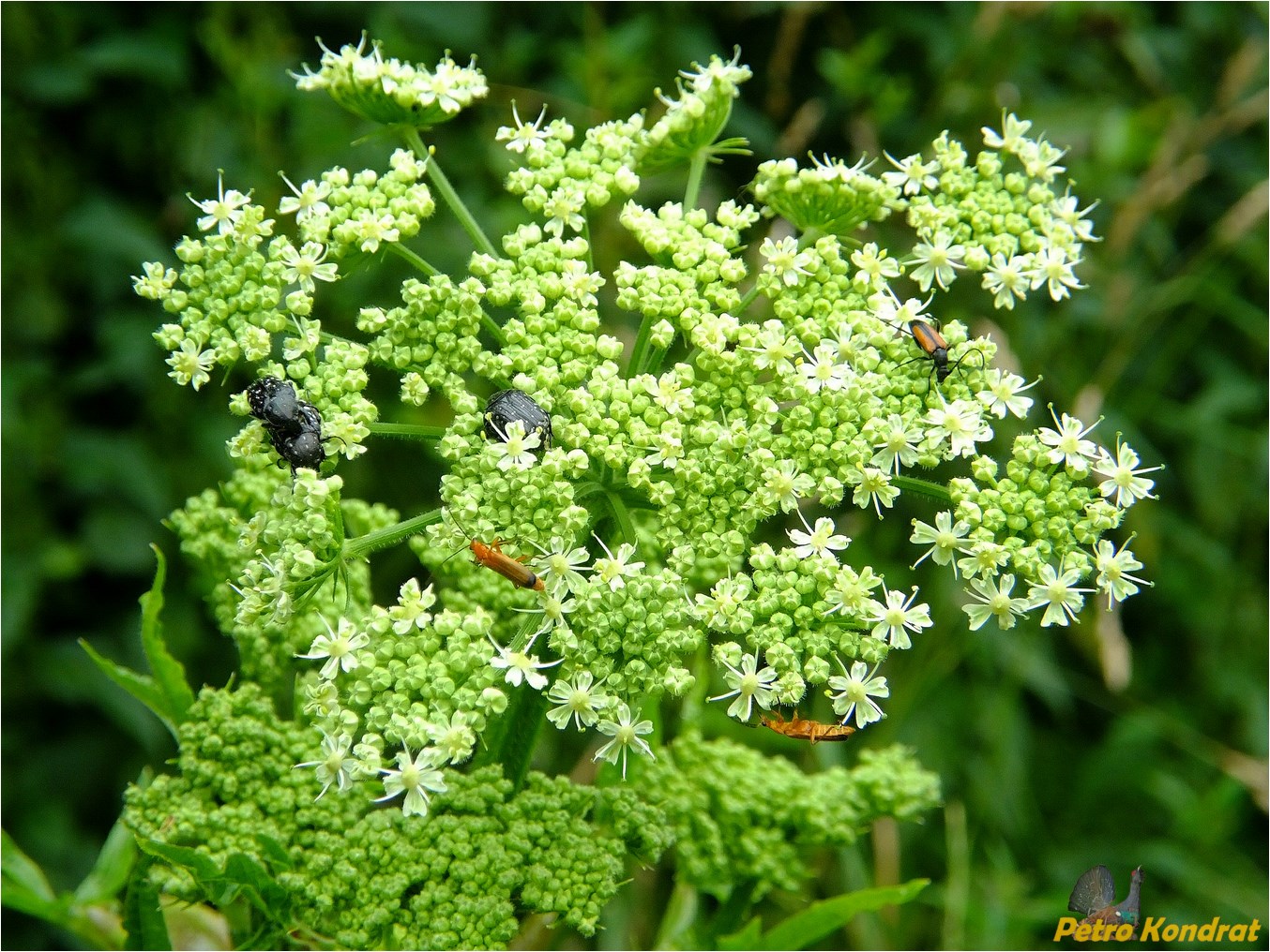 Image of Heracleum sphondylium specimen.
