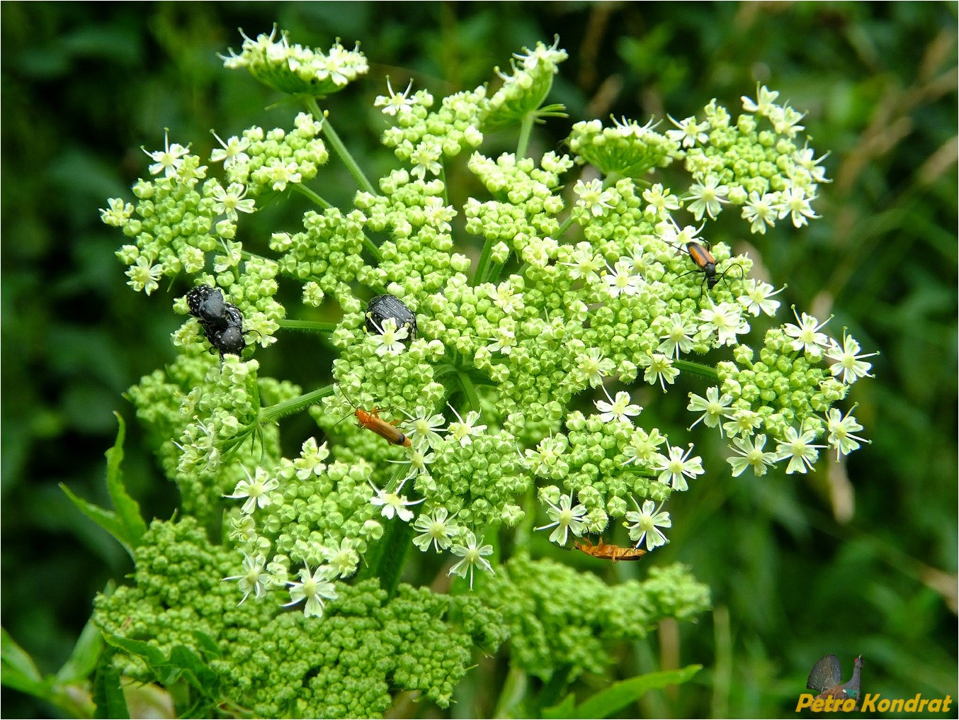 Изображение особи Heracleum sphondylium.