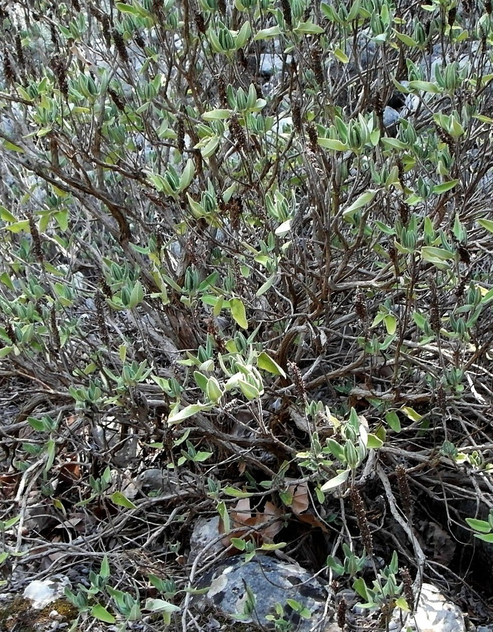 Image of Dorystaechas hastata specimen.