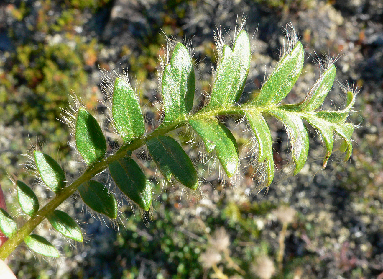 Изображение особи Novosieversia glacialis.