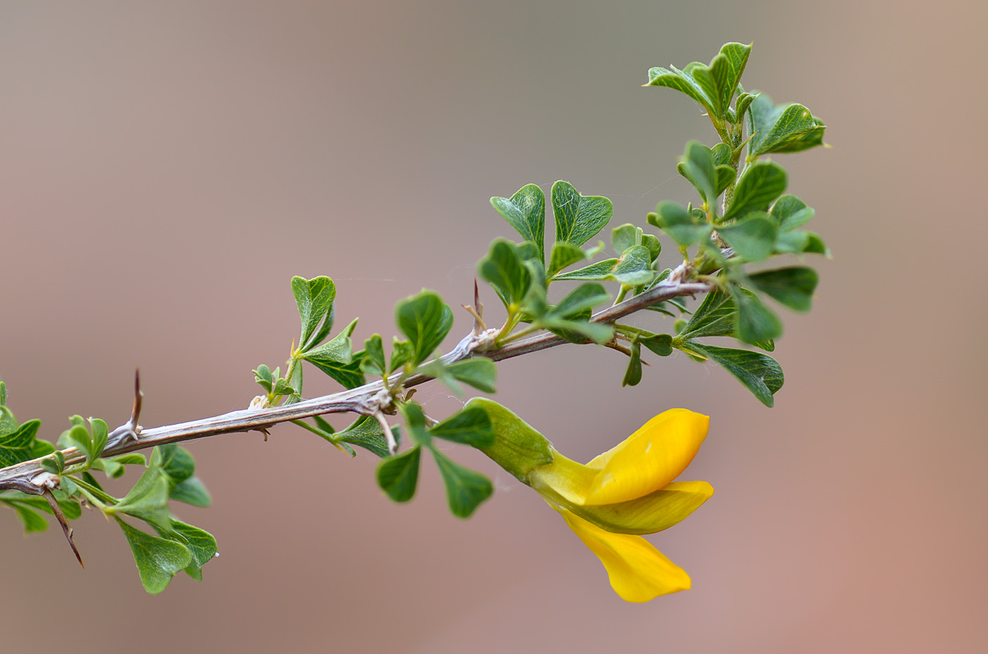 Image of Caragana laeta specimen.