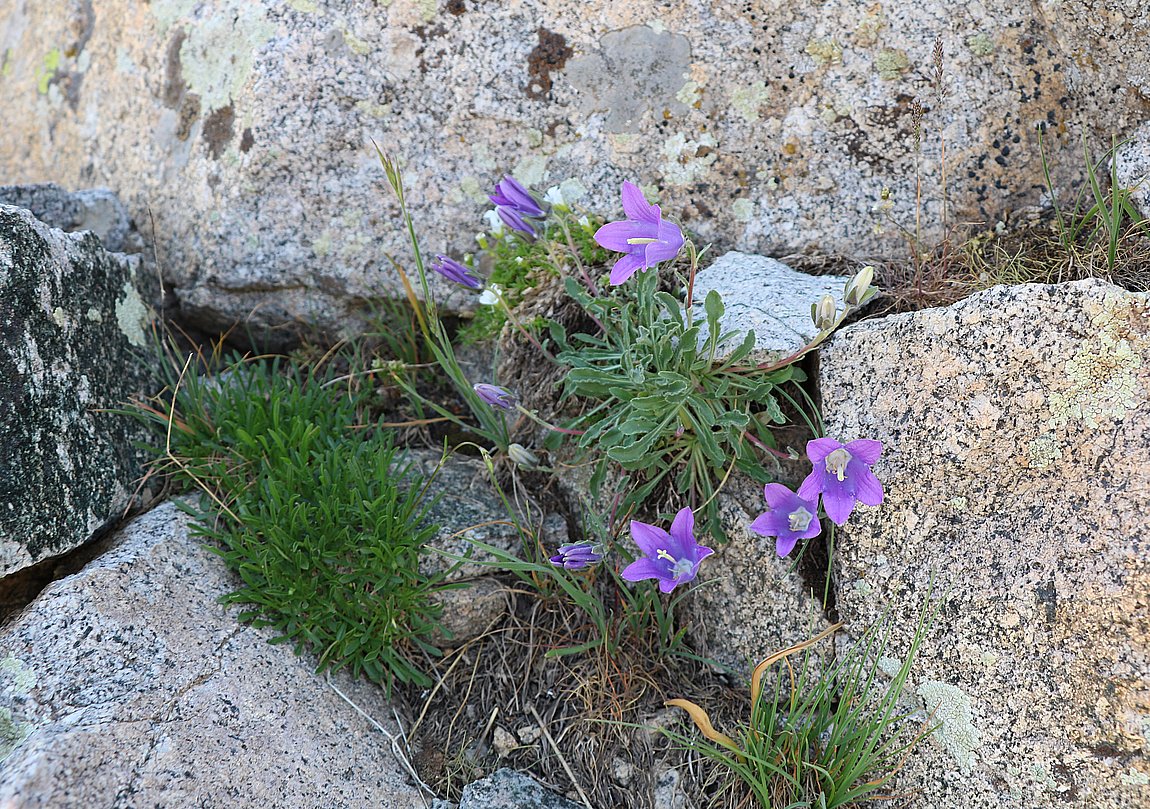 Image of Campanula saxifraga specimen.