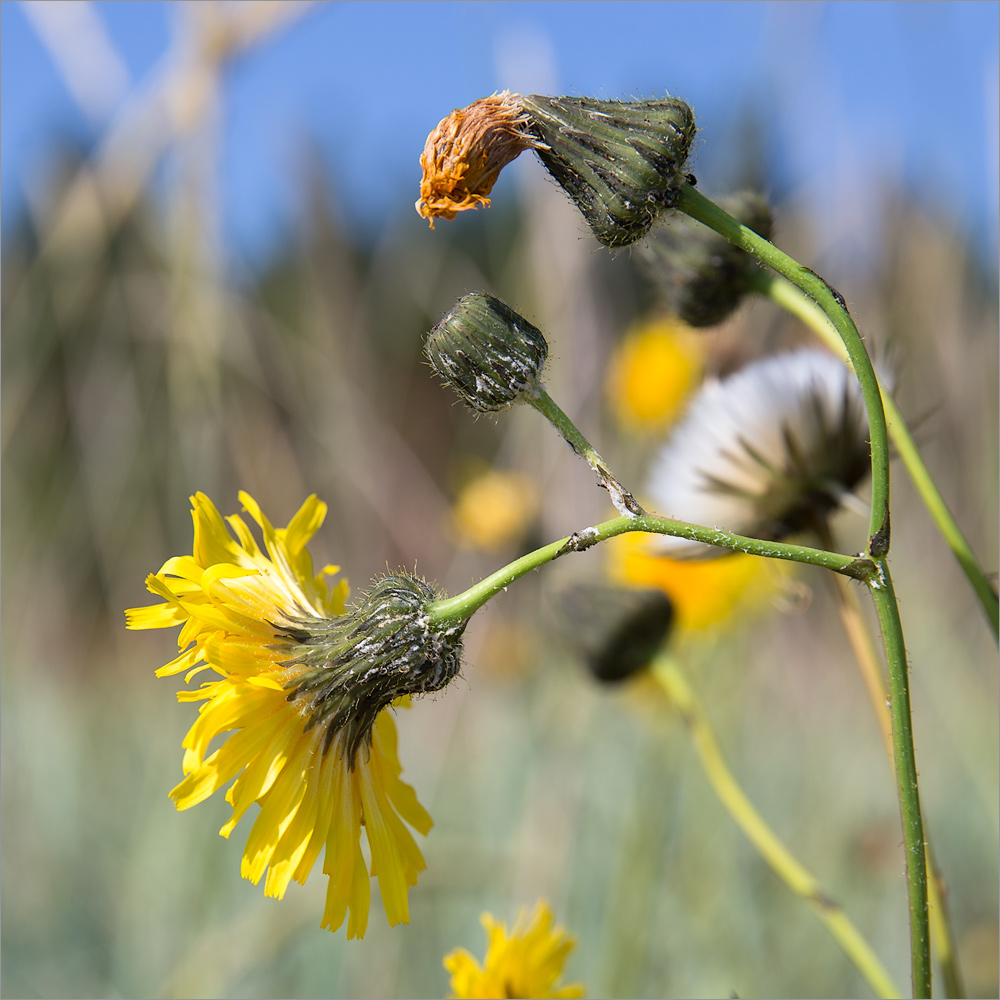 Image of Sonchus humilis specimen.