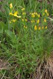 Hypericum linarioides ssp. alpestre