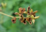 Aconitum lamarckii