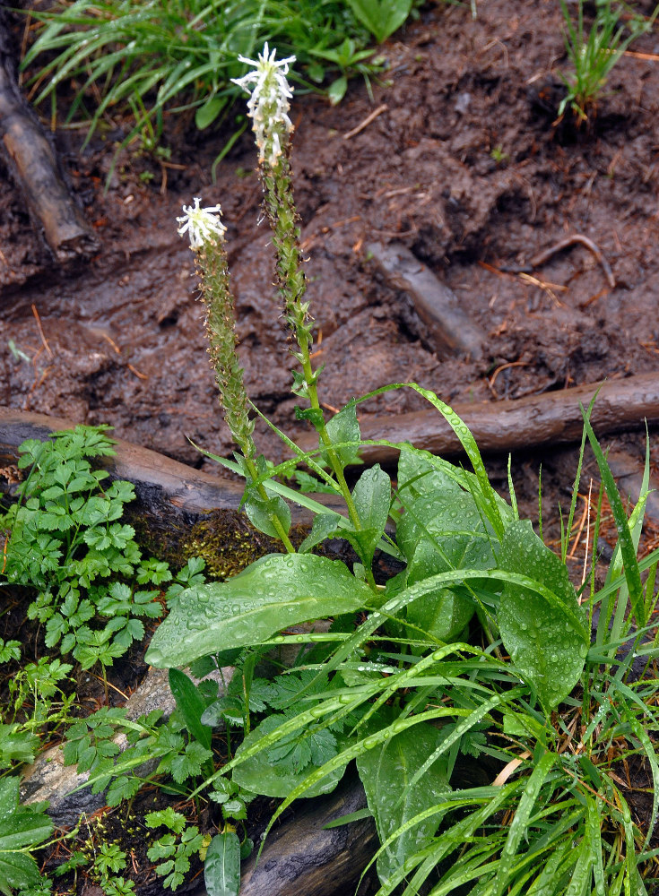 Изображение особи Lagotis integrifolia.