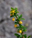 Berberis sibirica. Верхушка ветви с цветками. Алтай, Катунский хребет, берег оз. Поперечное, ≈ 1800 м н.у.м., каменистый склон. 02.07.2018.