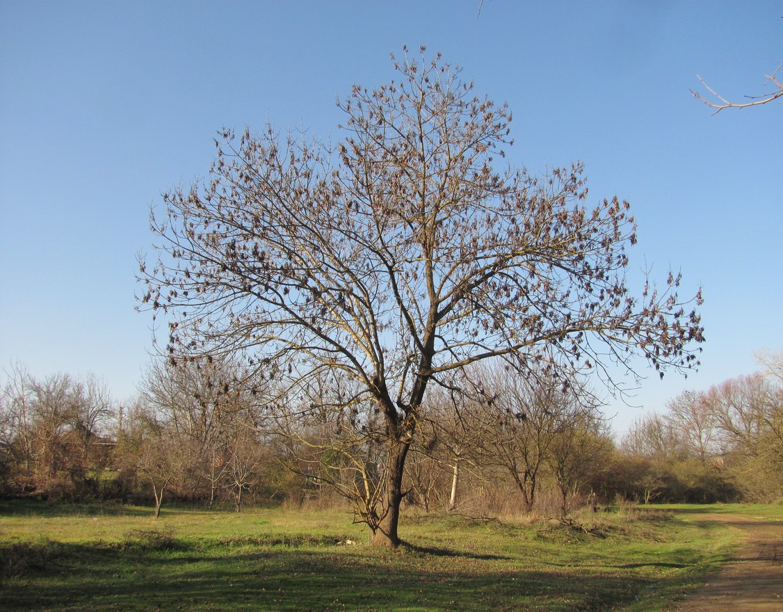 Изображение особи род Fraxinus.