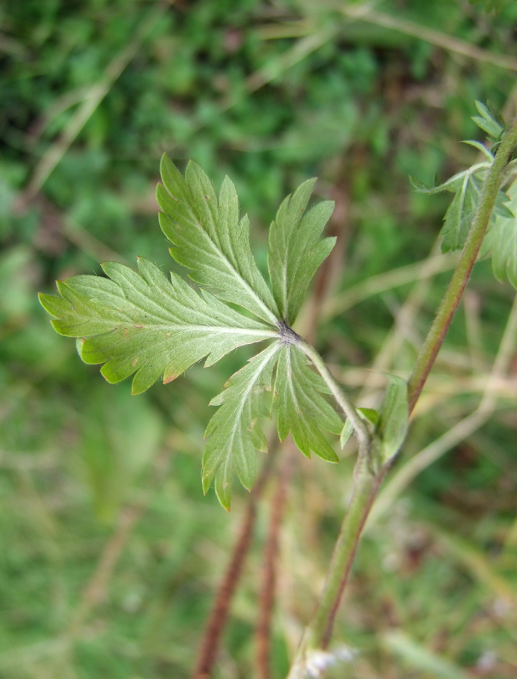 Image of Potentilla intermedia specimen.