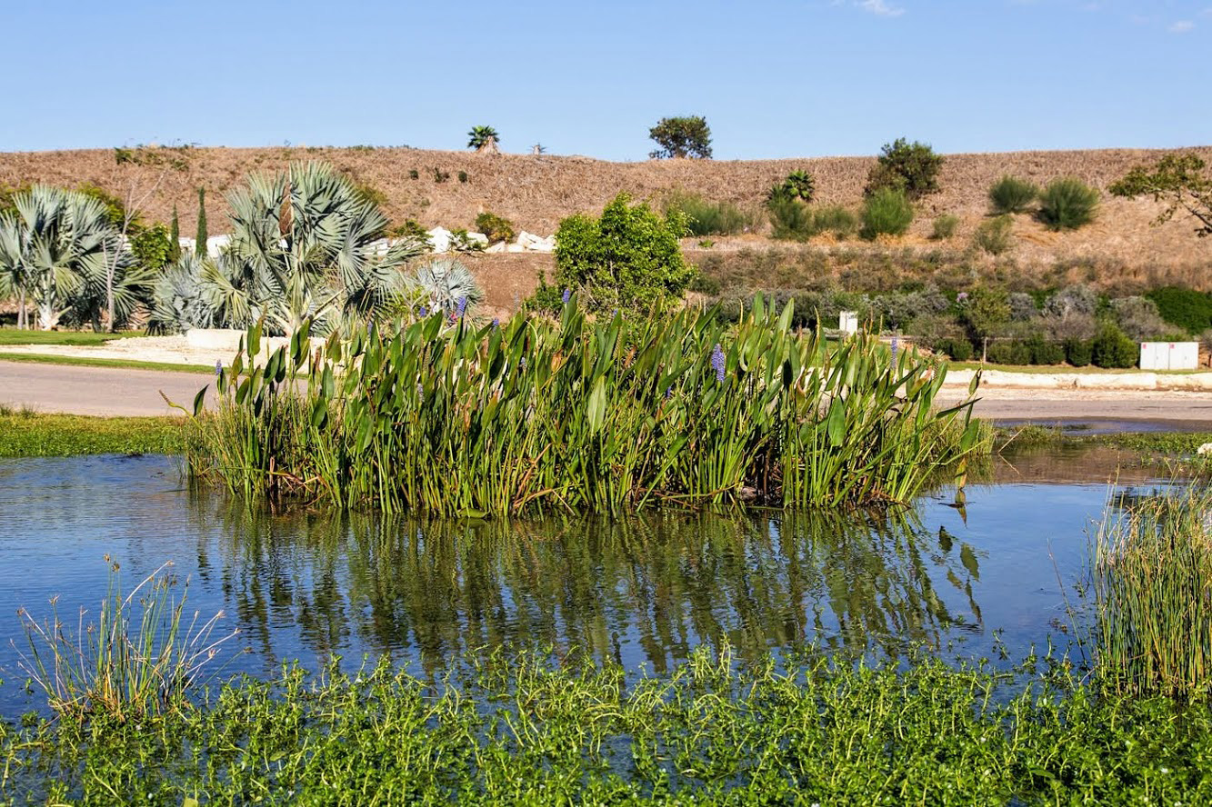 Image of Pontederia cordata specimen.