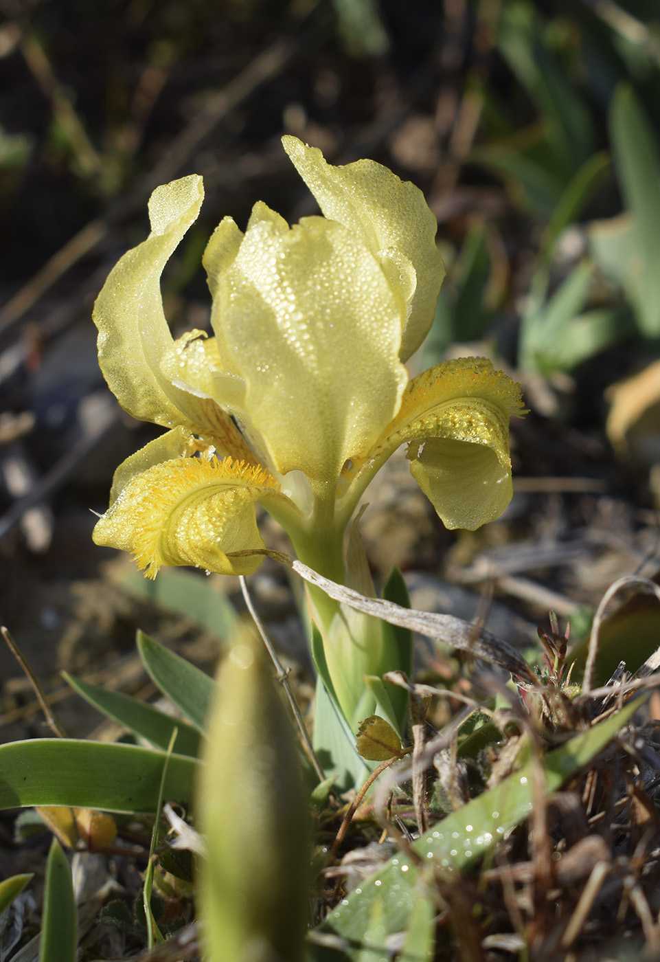 Изображение особи Iris lutescens.