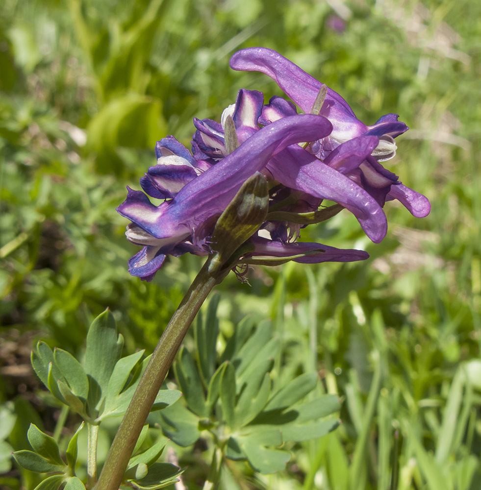 Изображение особи Corydalis conorhiza.