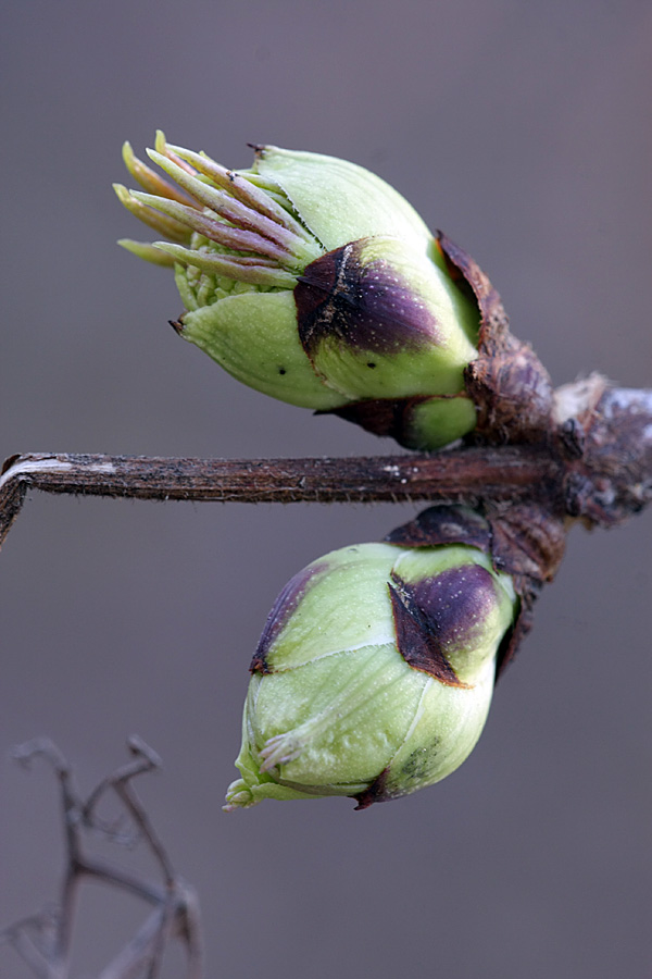 Изображение особи Sambucus sibirica.