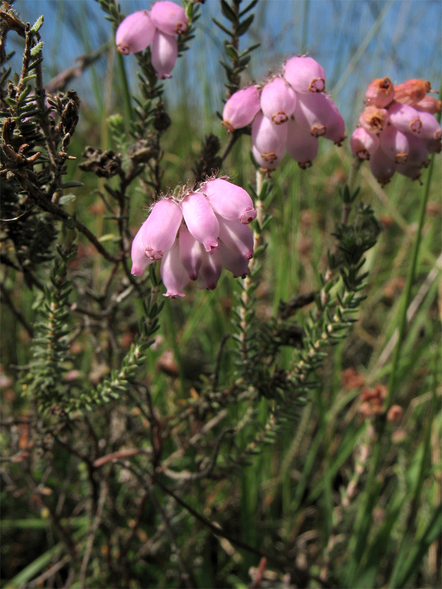 Image of Erica tetralix specimen.