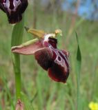 Ophrys mammosa. Цветок. Дагестан, окр. г. Дербент, луг. 23.04.2019.