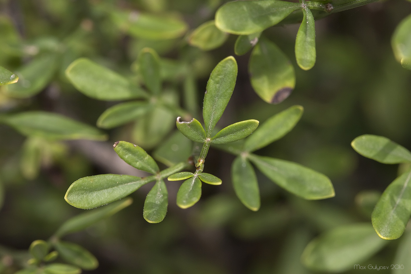 Image of Jasminum fruticans specimen.