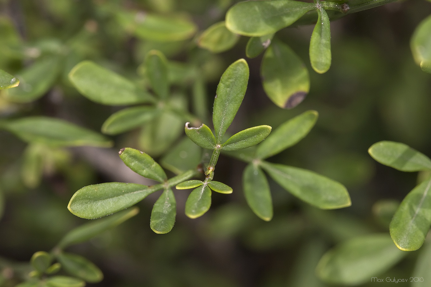 Изображение особи Jasminum fruticans.